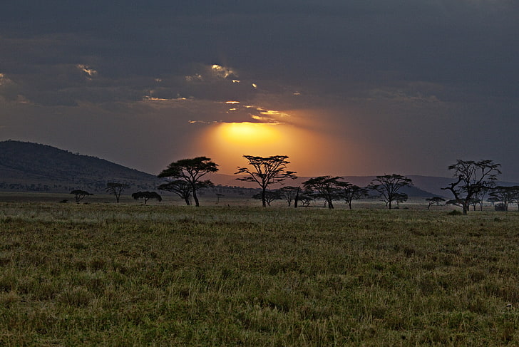 green grass field, sunset, Savannah, Africa, Kenya, HD wallpaper