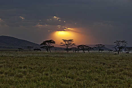 緑の芝生フィールド、日没、サバンナ、アフリカ、ケニア、 HDデスクトップの壁紙 HD wallpaper