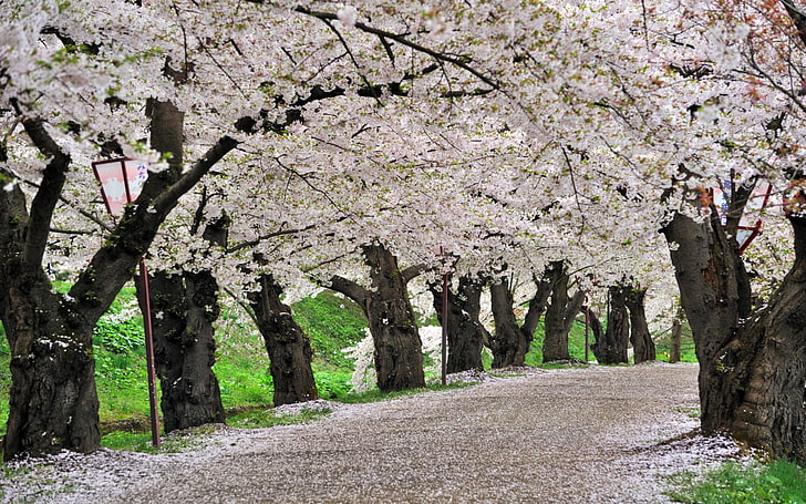 białe i brązowe drzewa, wiosna, Japonia, Sakura, Cherry Blossoms, Park Hirosaki, Hirosaki Park, Tapety HD