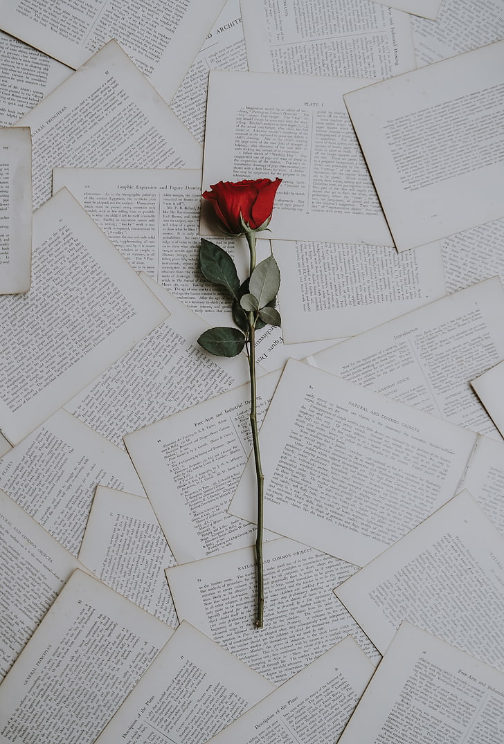 red rose, rose, books, texts, HD wallpaper