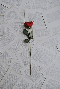 rote Rose, Rose, Bücher, Texte, HD-Hintergrundbild HD wallpaper