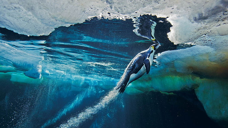 black emperor penguin, animals, penguins, birds, underwater, HD wallpaper