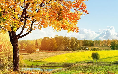 сельско-природные пейзажи широкоформатные обои, апельсиновые деревья, HD обои HD wallpaper