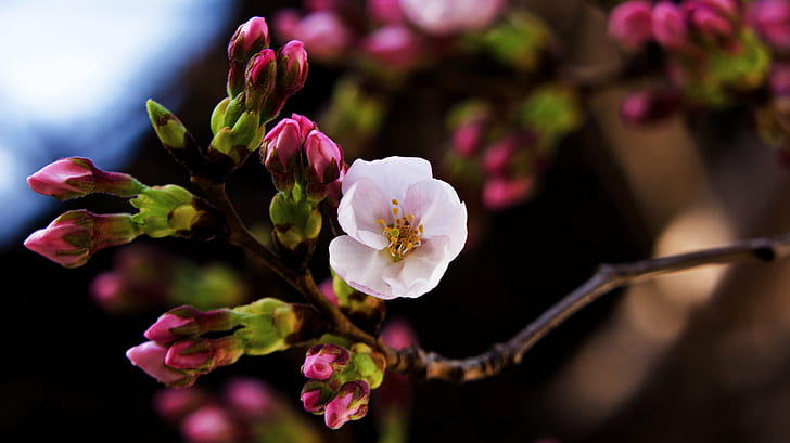 Fleurs de cerisier roses en fleur pendant la journée, Fleurs de cerisier, Somei-Yoshino, en fleur, pendant la journée, Plante, Arbre, Fleur, Fleur de cerisier, Macro, Bokeh, Abeille, Mars, Nikon D7000, TAMRON, SP 70, F / 4, Di, VC, USD, modèle, CLUB, nature, branche, rose couleur, printemps, pétale, fleur, gros plan, fraîcheur, Fond d'écran HD