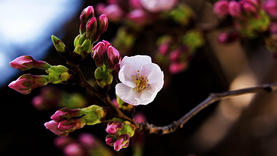 pink Cherry Blossoms in bloom at daytime, Cherry Blossoms, Somei-Yoshino, in bloom, daytime, Plant, Tree, Flower, Cherry Blossom, Macro, Bokeh, Honeybee, March, Nikon  D7000, TAMRON, SP 70, F/4, Di, VC, USD, Model, CLUB, nature, branch, pink Color, springtime, petal, flower Head, close-up, freshness, HD wallpaper HD wallpaper