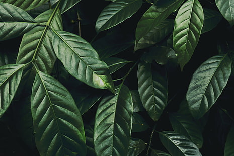 folhas, ramo, verde escuro, lustroso, planta, HD papel de parede HD wallpaper