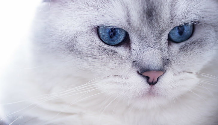 white cat, white, eyes, look, Cat, blue, muzzle, pussy, HD wallpaper