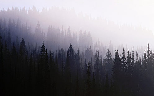 pinheiros, madeira, fundo, coníferas, escuridão, nevoeiro, neblina, HD papel de parede HD wallpaper