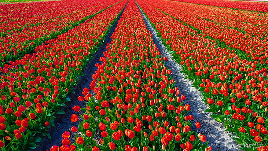 Dutch Tulips in Bloom, Lisse, The Netherlands, Flowers/Gardens, HD wallpaper HD wallpaper