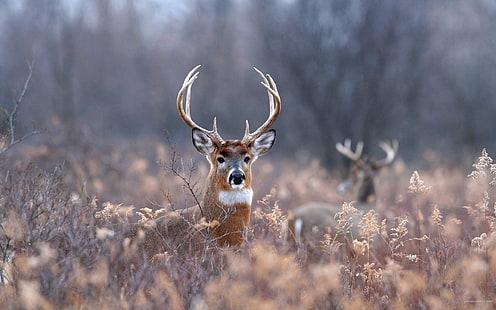 brown deer on brown plant at daytime, deer, animals, field, forest, depth of field, HD wallpaper HD wallpaper