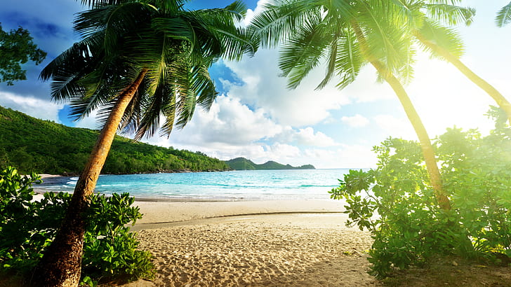 Тропический солнечный свет Пляж Пальмы HD, природа, деревья, пляж, солнечный свет, тропика, пальма, HD обои
