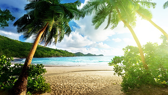 Тропический солнечный свет Пляж Пальмы HD, природа, деревья, пляж, солнечный свет, тропика, пальма, HD обои HD wallpaper
