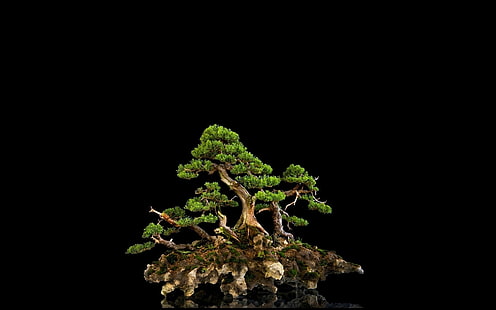 Дерево Бонсай Блэк ХД, зеленое дерево, природа, черный, дерево, бонсай, HD обои HD wallpaper