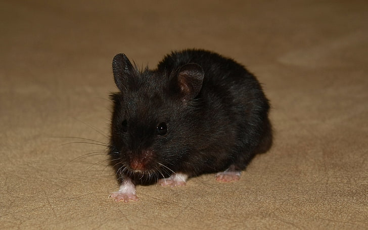 black rat, black, hamster, baby, HD wallpaper