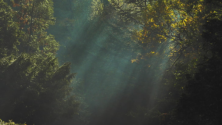 الشجرة المورقة الخضراء ، الأشجار ، ضوء الشمس ، الظلام ، الطبيعة، خلفية HD