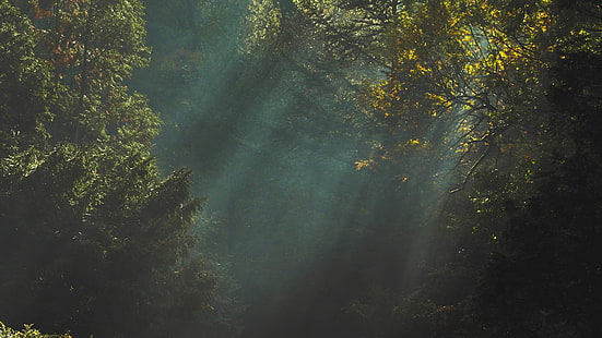 arbre à feuilles vertes, arbres, lumière du soleil, sombre, nature, Fond d'écran HD HD wallpaper