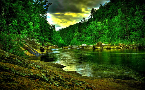 sfondo della giungla, Sfondo HD HD wallpaper