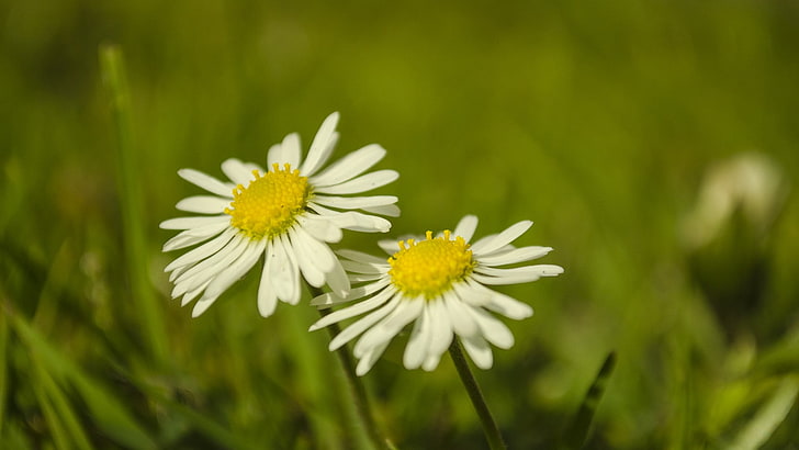 two white daisies, flowers, green, nature, macro, plants, white flowers, HD wallpaper