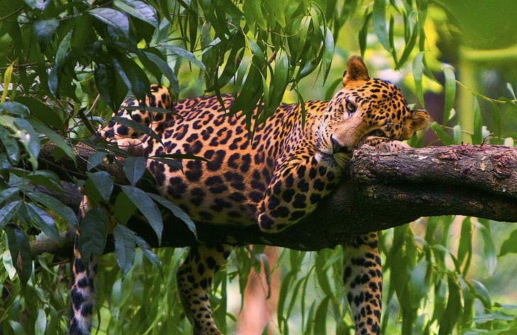 Fotos gratis de leopardo, gatos, leopardo, fotos, Fondo de pantalla HD
