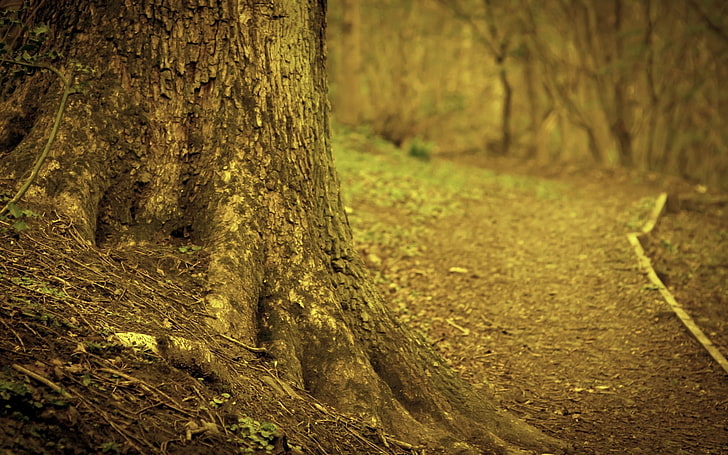 brauner Baumstamm, Stamm, Baum, Wurzel, Erde, Zweige, trocken, HD-Hintergrundbild