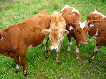 животни, крава, крави, ферма, поле, живот, HD тапет HD wallpaper