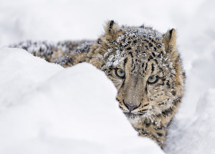 cheetah, musim dingin, wajah, salju, predator, IRBIS, macan tutul salju, cub, salju, kucing liar, kebun binatang, muda, Peeps, Wallpaper HD