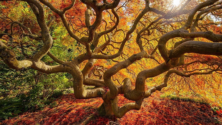 коричневое дерево, фото стволов деревьев, природа, пейзаж, деревья, осень, японец, ветка, солнце, разноцветные, листья, HD обои