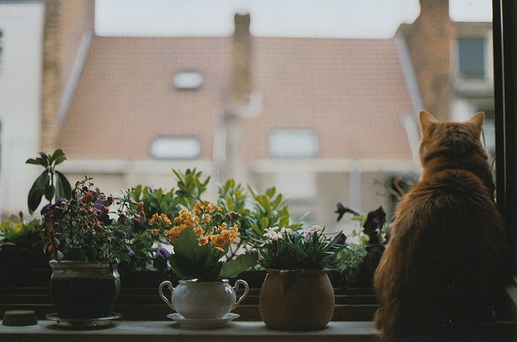 животные, кот, удобные, цветы, растения, окно, HD обои