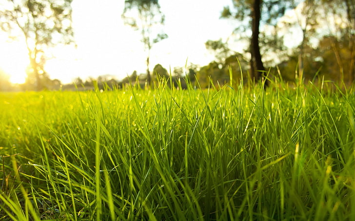 зеленый лист трава, поле, природа, трава, солнечный свет, макро, глубина резкости, растения, деревья, фотография, пейзаж, HD обои