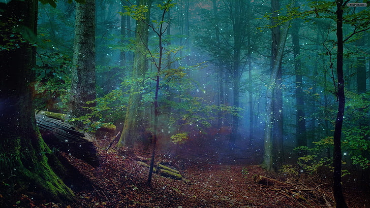 خلفية رقمية للغابات ، غابة ، أشجار، خلفية HD