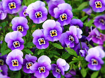 Pensamientos púrpuras, flores de pétalos púrpuras, Naturaleza, Flores, Púrpura, Planta, Pensamiento, Violeta, Fondo de pantalla HD HD wallpaper