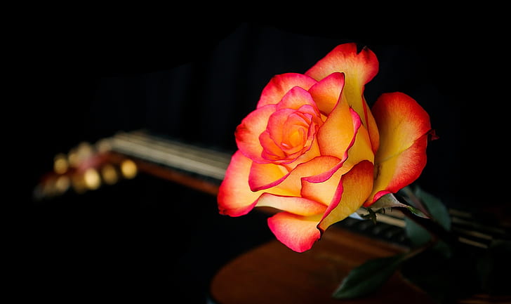 rose flower pc hd   download, HD wallpaper