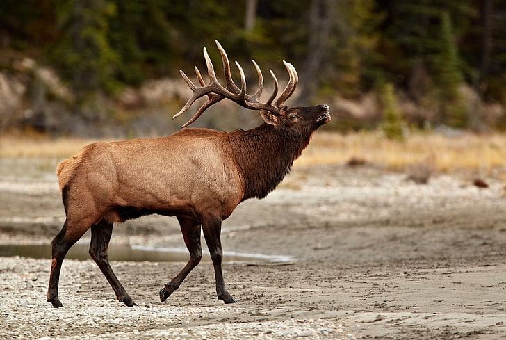 33, bull, Deer, Elk, Elks, HD wallpaper