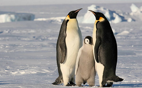 2880x1800, Tiere, Vogel, Pinguin, 4k Bilder, HD-Hintergrundbild HD wallpaper