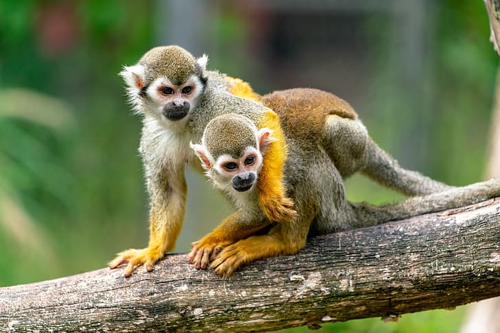 couple, amazon, squirrel monkey, HD wallpaper
