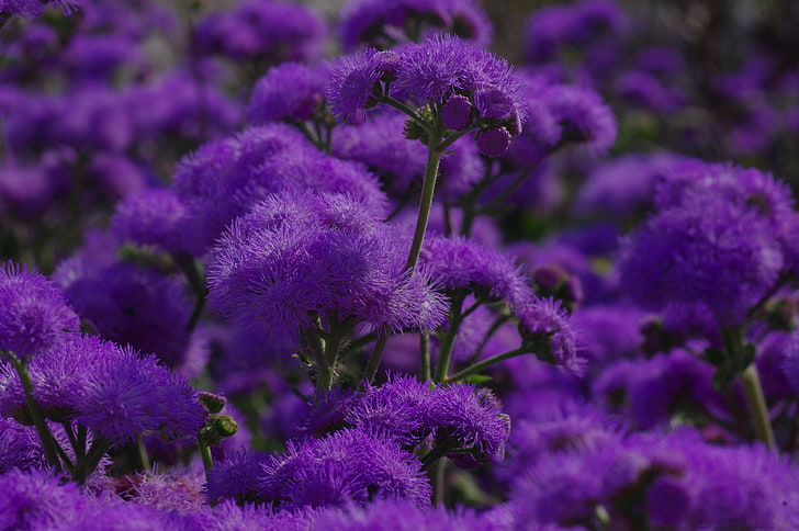 фиолетовые цветы, цветы, фиолетовый, растение, HD обои