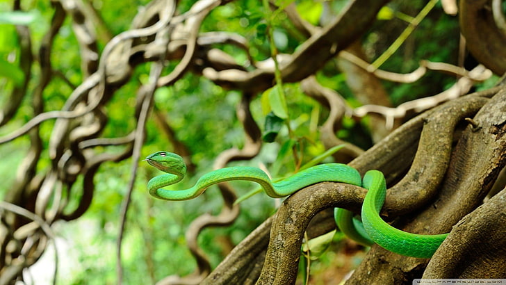 gray snake, animals, wildlife, snake, depth of field, reptiles, green, branch, roots, nature, HD wallpaper