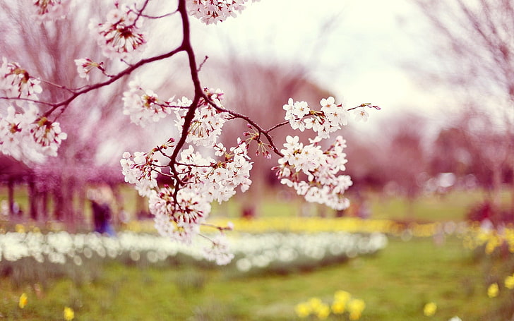 white tree blossoms, blossom, branch, spring, sharpen, blur, HD wallpaper