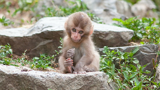 Маймуни, японски макак, животно, бебе животно, сладко, макак, маймуна, HD тапет HD wallpaper