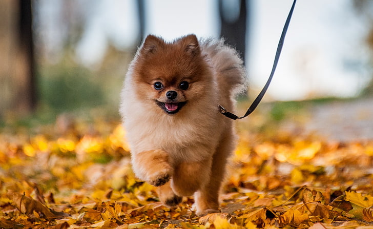 Filhote de cachorro Pomeranian bonito, desfrutando de um dia de outono, Animais, Animais de estimação, Outono, Folhas, Pé, Animal, Peluche, Ao ar livre, Outono, folhagem, Bonito, Pomerânia, HD papel de parede