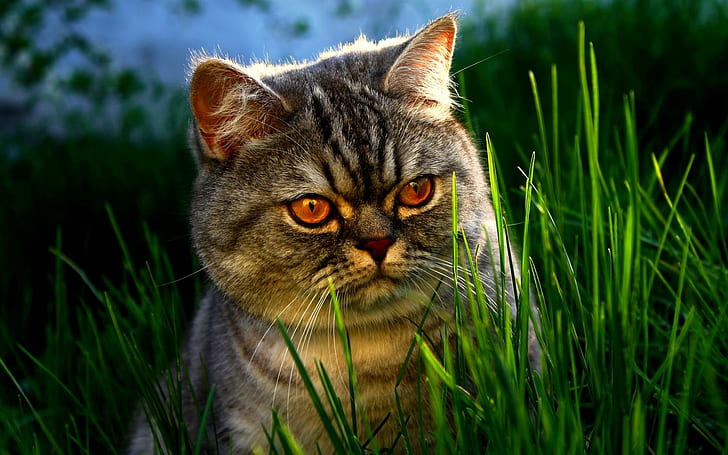 Big Kitty, feline, field, briton, grass, animals, HD wallpaper