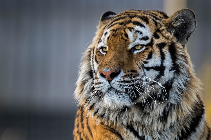животные, тигр, большие кошки, желтые глаза, HD обои