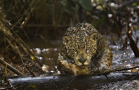 хищник, ягуар, амазонка, (фильм), амазония, HD обои HD wallpaper