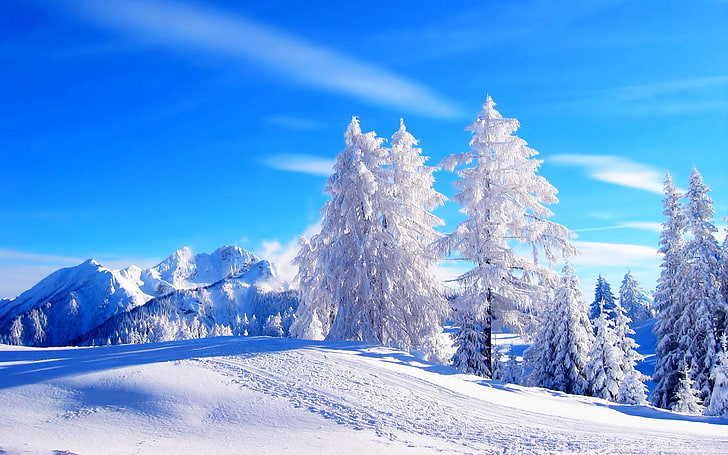 Mais bela paisagem de inverno HD wallpaper 02, pinheiros cobrem com neve papel de parede, HD papel de parede