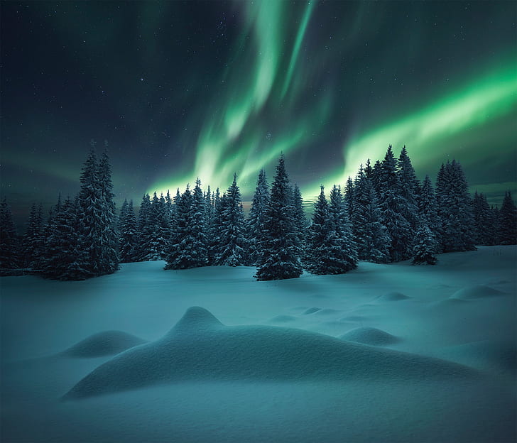 winter, forest, snow, Northern lights, ate, the snow, HD wallpaper