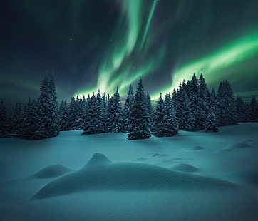 الشتاء ، الغابة ، الثلج ، الأضواء الشمالية ، يأكلون ، الثلج، خلفية HD HD wallpaper