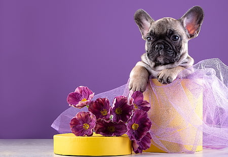 fiori, cucciolo, bulldog francese, Sfondo HD HD wallpaper