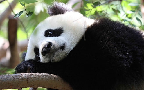 Pandabär, Panda, Tiere, traurig, Bären, HD-Hintergrundbild HD wallpaper
