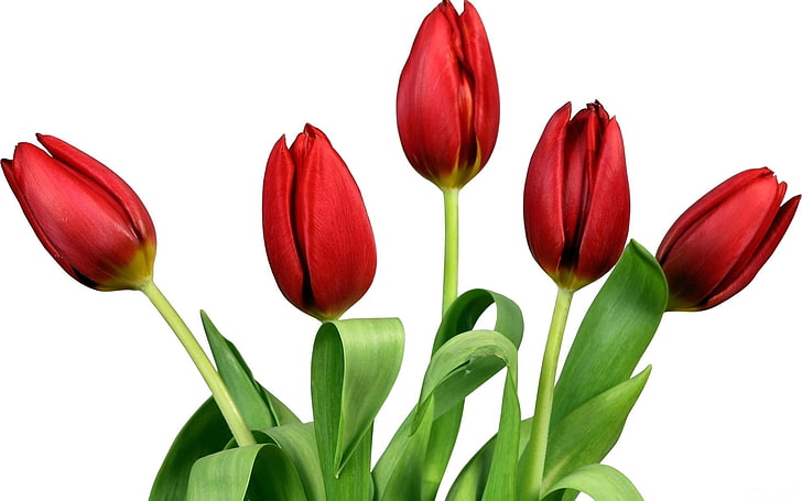 five red tulips buds, tulips, flowers, flower, spring, white background, HD wallpaper