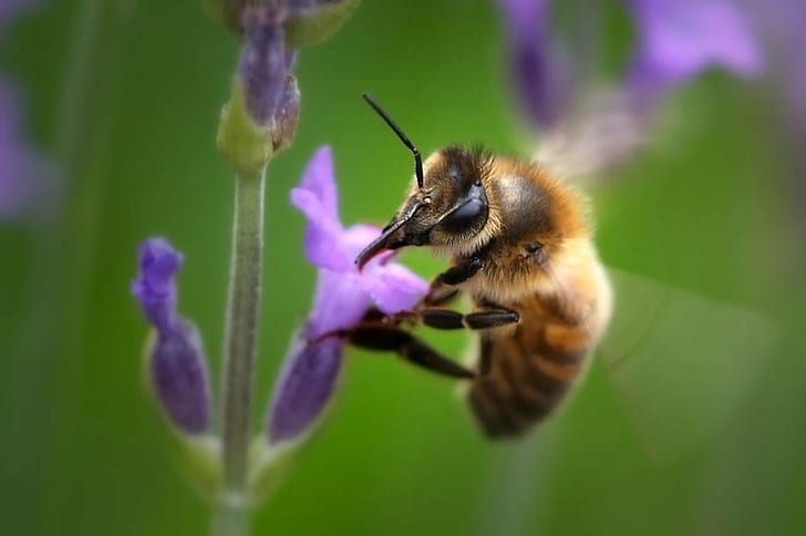 фотография отблизо на пчелна пчела върху лилаво цвете през деня, летене, фотография отблизо, пчелна пчела, лилаво цвете, през деня, лавандулово синьо, зелено жълто, макро, Canon 40D, BEJ, изследване, пчела, насекомо, природа, опрашване, цвете, цветен прашец , едър план, пролет, растение, мед, жълто, лято, HD тапет